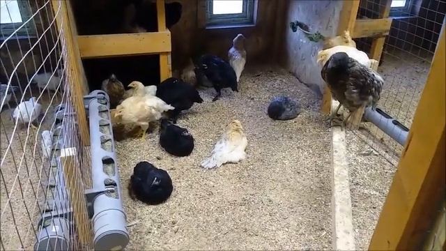 Содержание кур в птичнике. Экскурсия на Птичий дворик смотреть онлайн