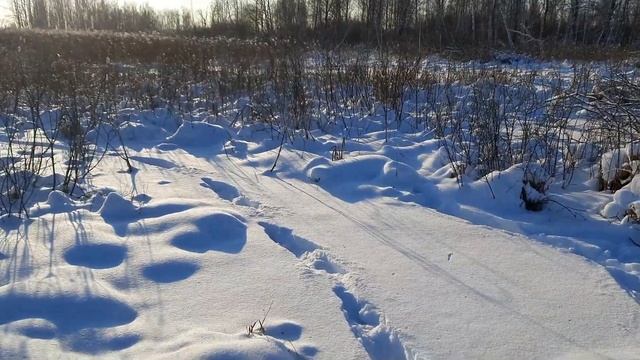 Охота на бобра январь 2021 Огромная хата Бобры великаны смотреть онлайн