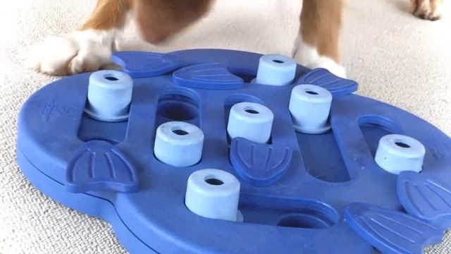 Nina Ottosson Dog Hide N Slide, level 2 puzzle. Swivel, Slide & Treat! смотреть онлайн