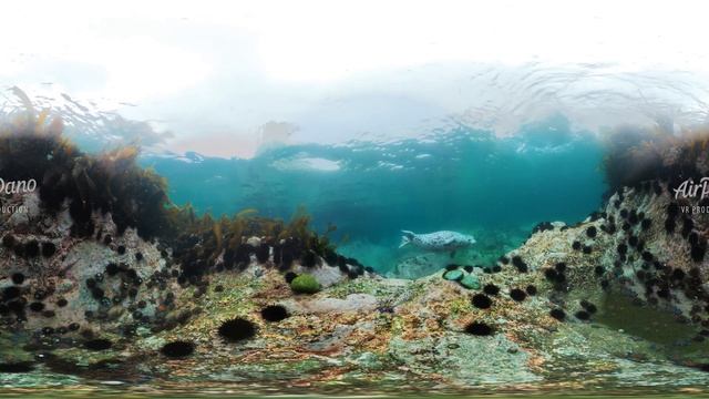 Diving with Spotted Seals. Sea of Japan, Russia. Underwater 360 video in 12K смотреть онлайн