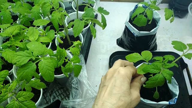 Пересадка (перевалка) рассады томатов в большую ёмкость. #перевалкарассады #пересадкатоматов смотреть онлайн