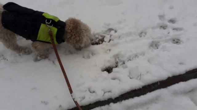 ❄Максик и снег❄.Реакция Максика🌨😻.Пудель Максик Приколы🐩❤ смотреть онлайн