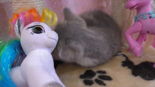 A story about a kitten |История про котенка | قصة عن قطة смотреть онлайн