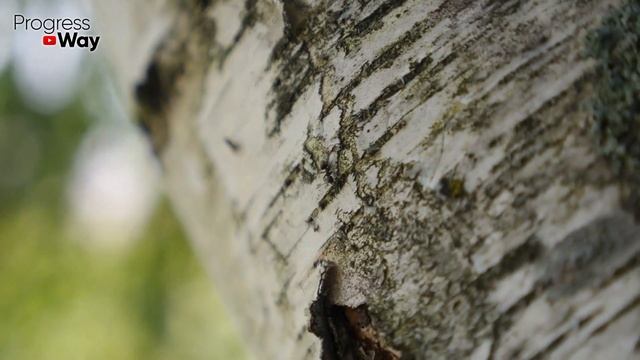 Долой Химию! Соль Прекрасно Спасает Наш Сад Уже 80 Лет От Болезней И Вредителей! Опрыскайте Осенью смотреть онлайн