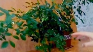 Муррайя Цветущая  все Секреты Опыт Уход Польза ягод Паникулата  murraya care planting growing осень