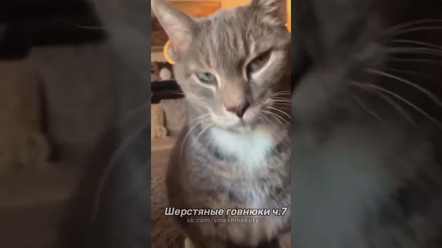 Шерстяные говнюки ч.7 смотреть онлайн