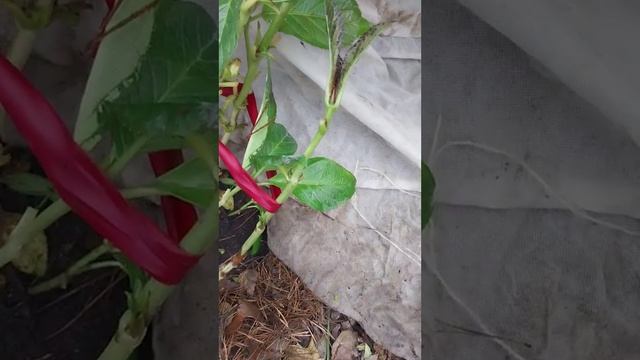 крупнолистную гортензию пришлось открыть 3 го ноября. Подмосковье смотреть онлайн