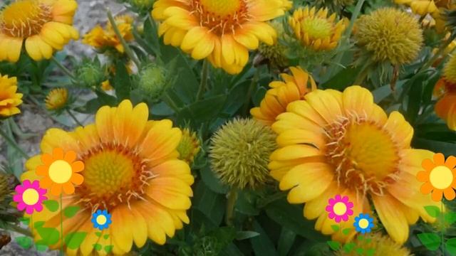 Гайлардия гибридная (Arizona Apricot). Краткий обзор, описание характеристик, где купить саженцы смотреть онлайн