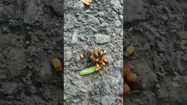 жуки пожарники маленькие.mp4 смотреть онлайн