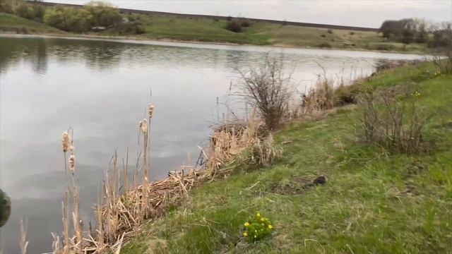 Рыбалка на озере с ночёвкой.Ловля на кружки ,фидер и поплавок! смотреть онлайн