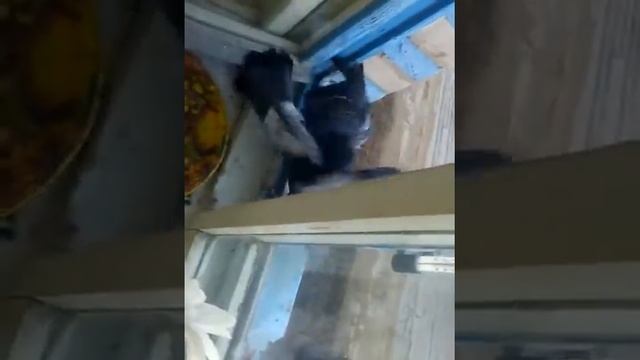 Бой голубей