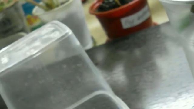 Калатеи на адаптации