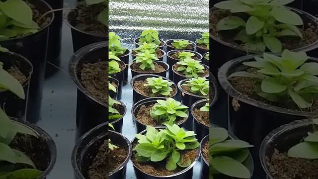 Делаю Красивые Белые корни на Петунии. смотреть онлайн