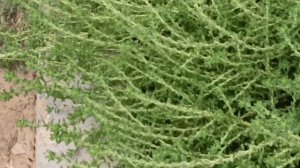 Вся правда о ЖК "Видный" Волгоград