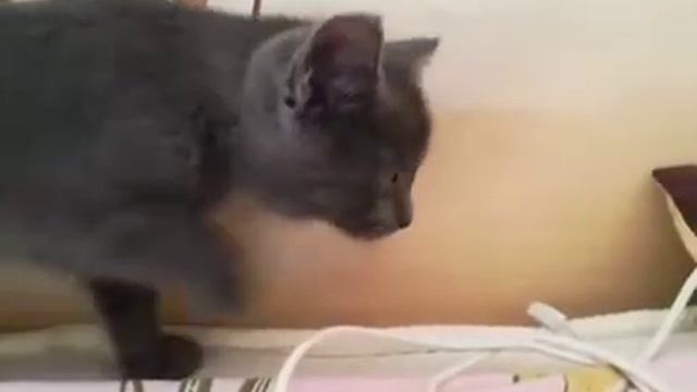 oохотится кот прикол 2017 смотреть онлайн