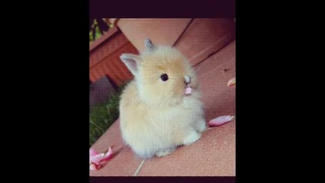 только самые милые картинки смотреть онлайн