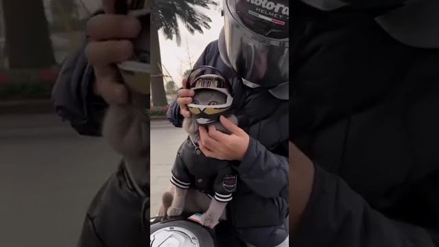 Мотокотик смотреть онлайн