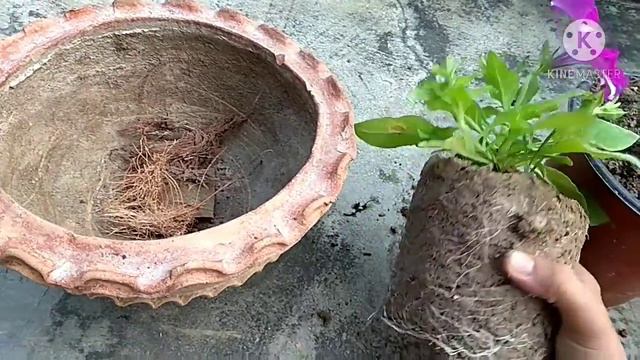 How To Repotting Petunia / Petunia Flowers Grow Care And Tips