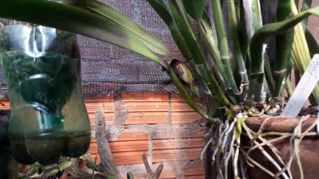 Orquidário com lona plastica e sombrite....dendrobium agregatum .... смотреть онлайн