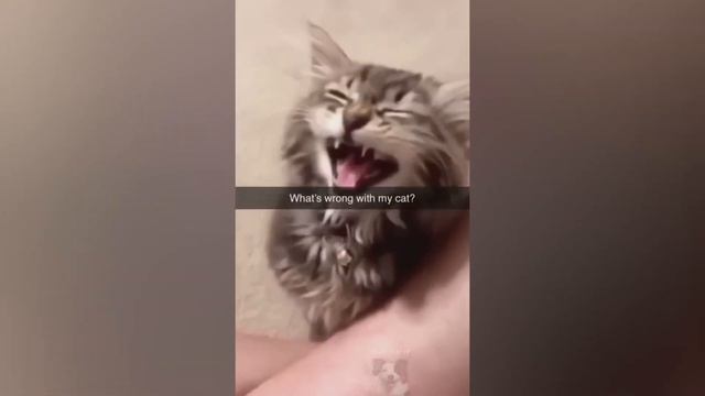 You will laugh within 13 sec with these funny pets смотреть онлайн
