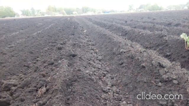Боронування картошки саморобною сіткою смотреть онлайн