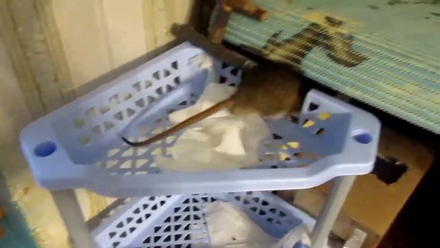 Крысы | "Пасюкадлы" на выгуле. (Внезапно) ^_^ смотреть онлайн