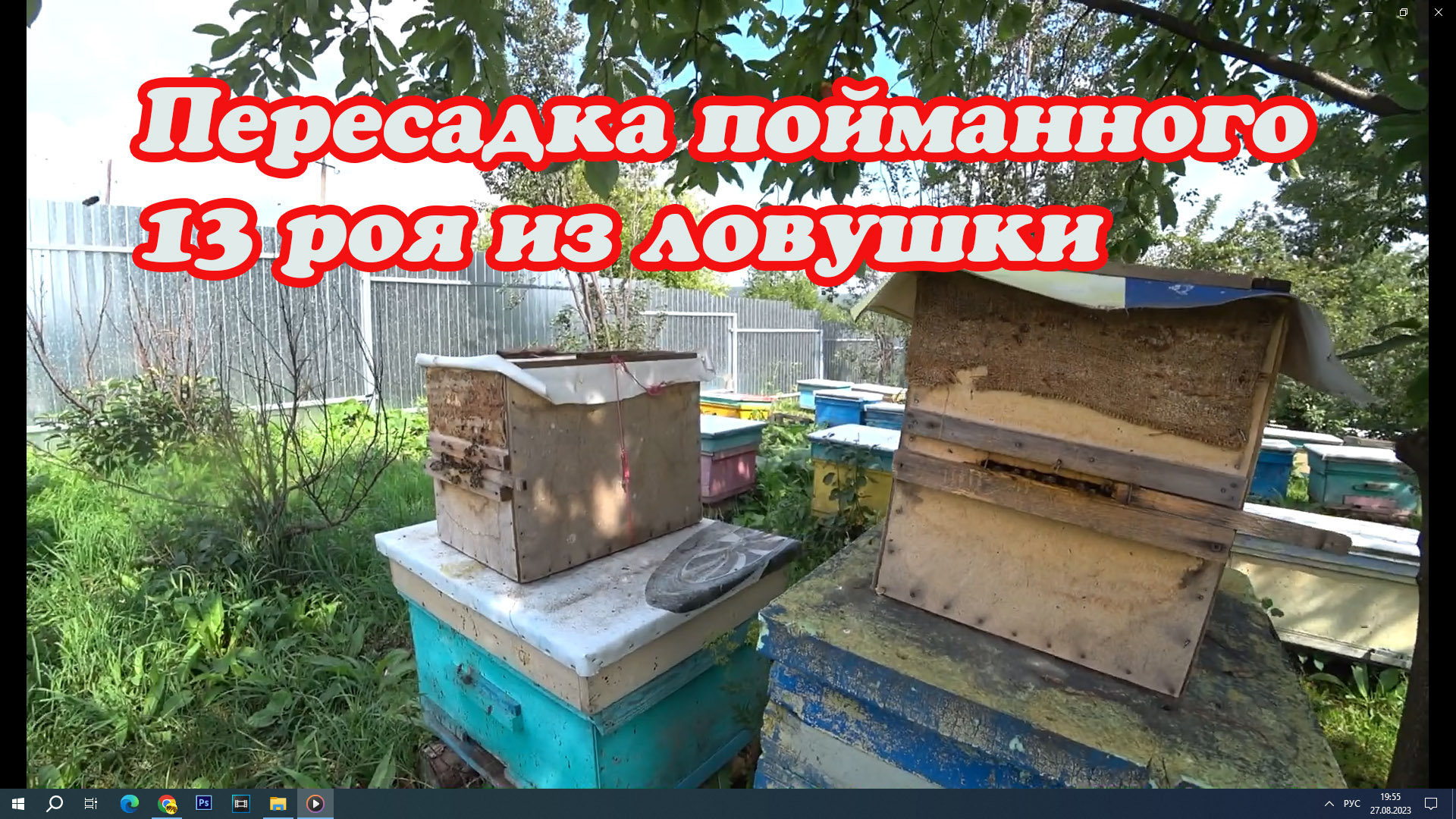 НАЛОВИЛ БРОДЯЧИХ РОЁВ, ПЕРЕСАДКА 13 РОЯ ИЗ ЛОВУШКИ В УЛЕЙ. смотреть онлайн