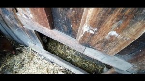 Куры зимой. Кормление и содержание. Курятник без электричества в сарае советской постройки.