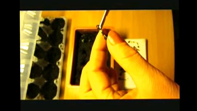 ВНИМАНИЕ! "ЦВЕТНЫЕ КАЛЛЫ" (часть 2 - зима). смотреть онлайн