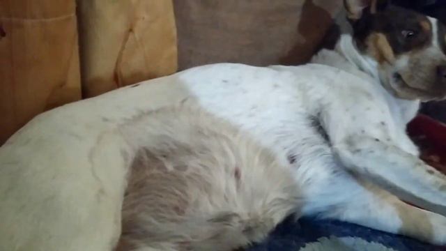 Вечерняя Хора-Медитация смотреть онлайн