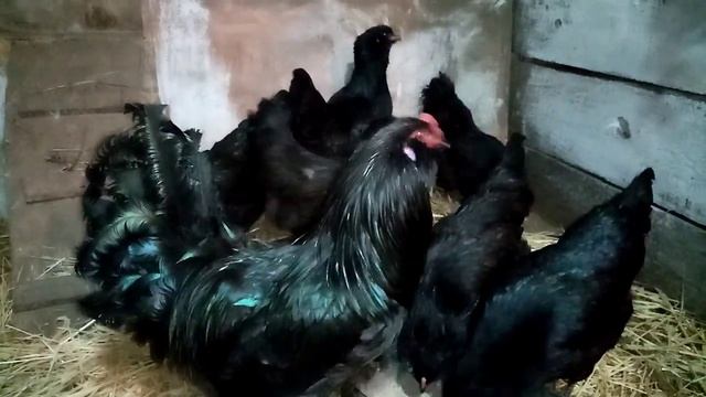 Амераукана курочка с отличной яйценоскостью!!!! Курочки несущие голубые яйца!!!! смотреть онлайн