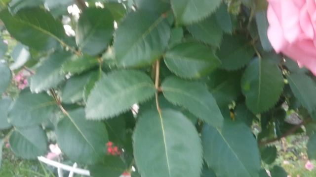 Розы.Цветение красавицы Эшли Ashley на штамбе и кустовой смотреть онлайн