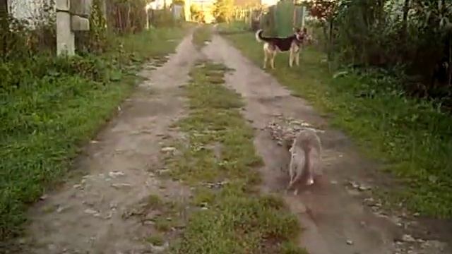 Прикол,кошка гоняет дворняжку 1 смотреть онлайн