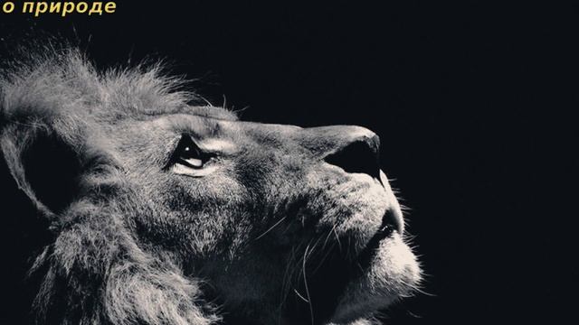 ИНТЕРЕСНЫЕ ФАКТЫ О ЛЬВАХ. смотреть онлайн