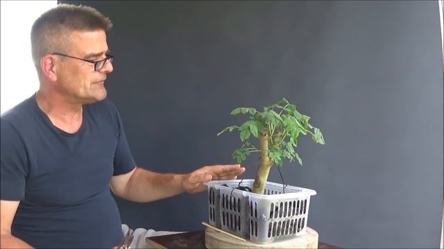 Bonsai 2021-49 - Esche - Fraxinus - ein Gartenfund als Bonsai? смотреть онлайн