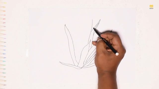 Agave Azul plant drawing | Plants drawing videos | How to draw Agave Azul step by step смотреть онлайн