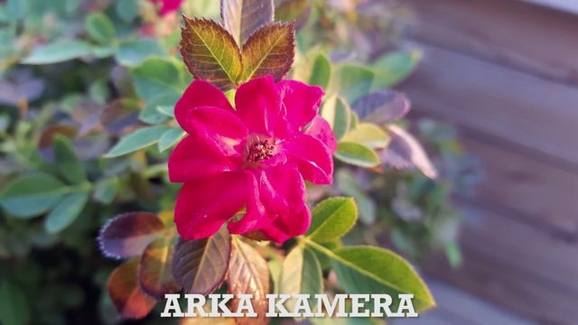 Samsung Galaxy Note 5 Kamera Performansı