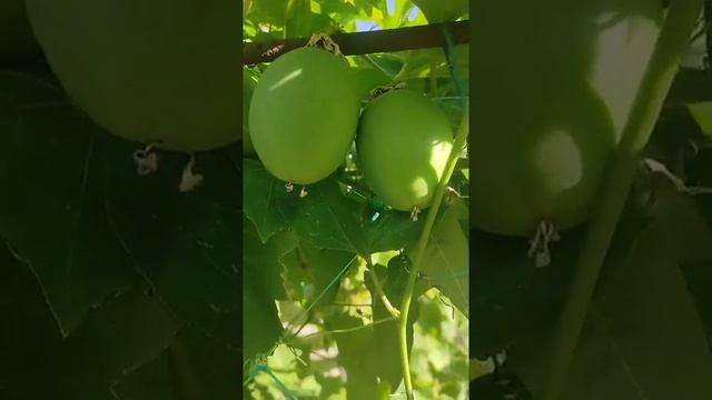 Маракуя северная или пасифлора съедобная,обзор. смотреть онлайн