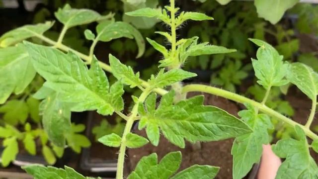 Уже Вся Деревня Знает Этот Секрет! ПОЛИВАЙТЕ ЭТИМ РАССАДУ и Стебель будет ТОЛЩЕ ПАЛЬЦА за 2 СУТОК! смотреть онлайн