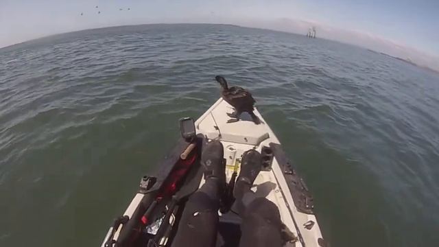 Hobie Kayak Ling Cod Fishing Seabird Hitches Ride смотреть онлайн