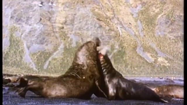 "Zooпарк": "Дикая Австралия" смотреть онлайн