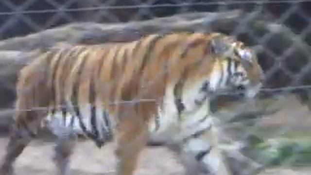 Tigre de Bengala - Zoo Bauru смотреть онлайн