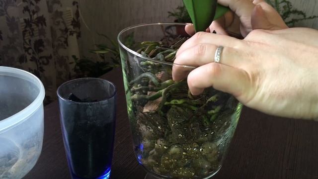 Посадка орхидеи в закрытую систему