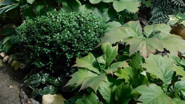 растения тенистого сада (продолжение) смотреть онлайн