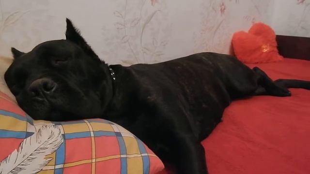 Кане-корсо Ютта сладкий сон и храп ))) Cane Corso Jutta a sweet dream and snoring))) смотреть онлайн