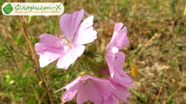 ? Уход за мальвой в саду, болезни и вредители мальвы смотреть онлайн