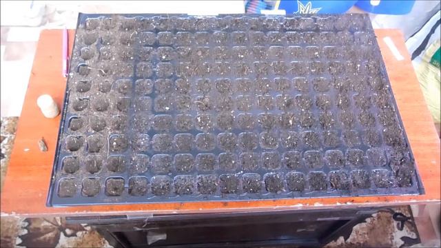 как вырастить картофель из семян смотреть онлайн