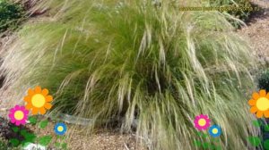 Ковыль тончайший Волосы Ангела. Краткий обзор, описание характеристик, где купить саженцы