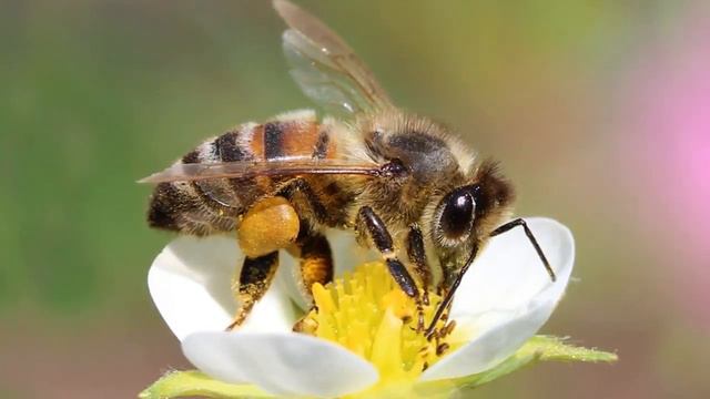 Звуки Пчелы Как пчёлы жужжат #пчелы #мёд #звукиживотных #звукиприроды