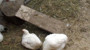 Кормление и содержание броллеров  КОББ 500 в 2 месяца.